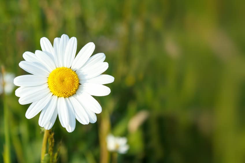 A flower against a meadow